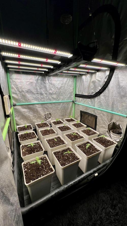 Strawberry Banana. Week 1