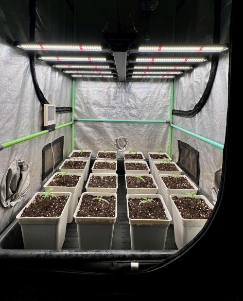 Strawberry Banana. Week 1