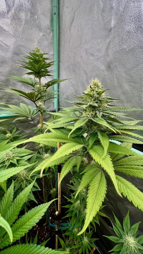 Green Crack. Week 6