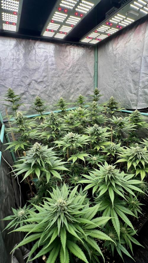 Green Crack. Week 6