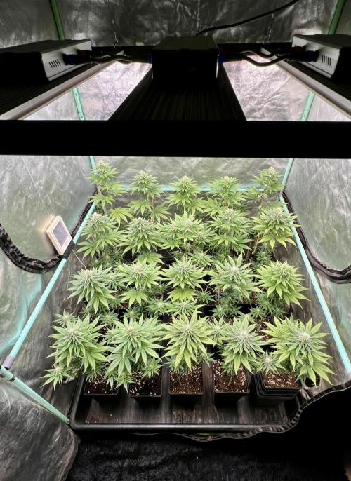 Green Crack. Week 6