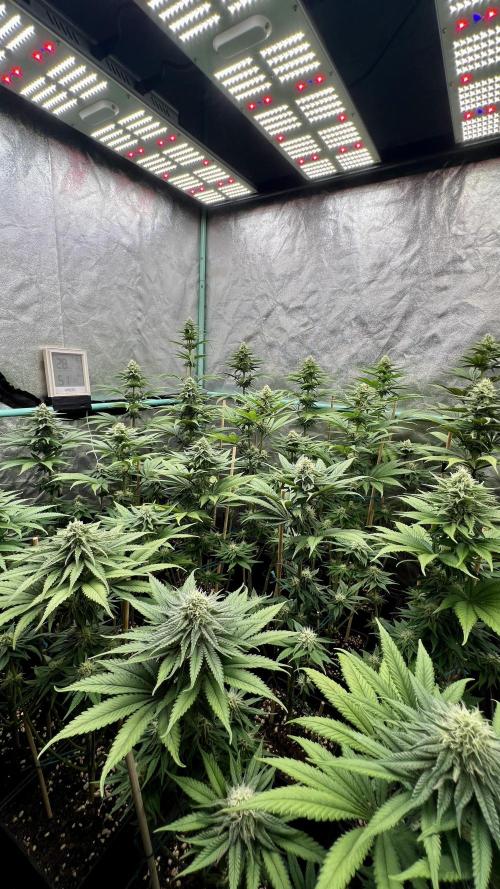 Green Crack. Week 6