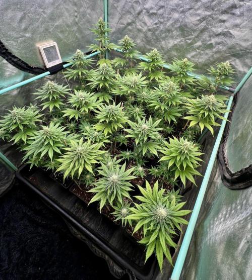 Green Crack. Week 6