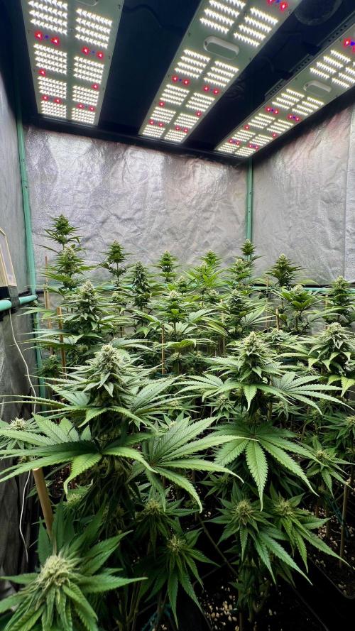 Green Crack. Week 6