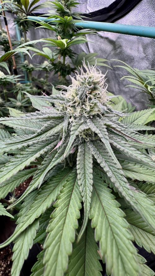 Green Crack. Week 6