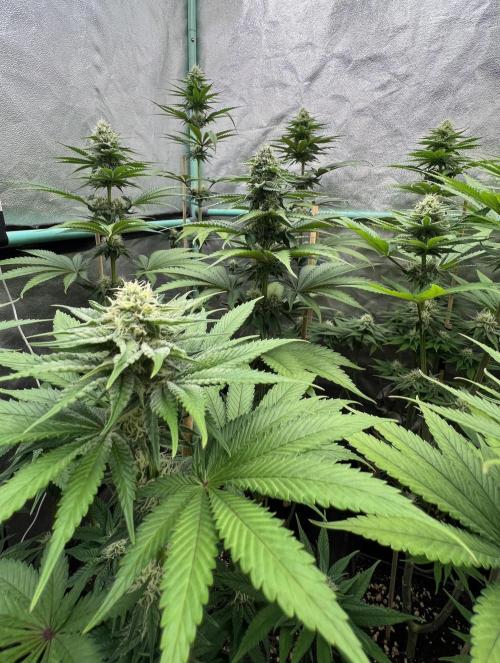 Green Crack. Week 6