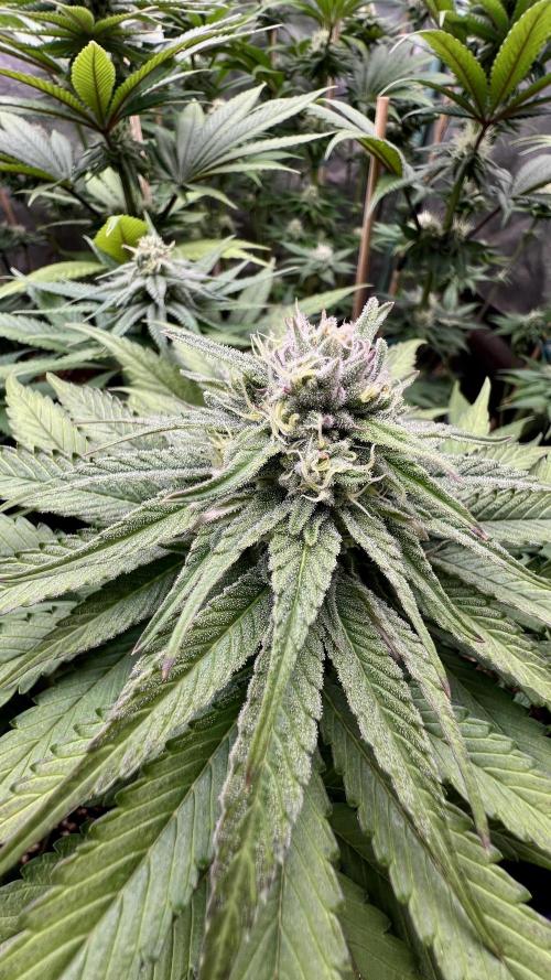 Green Crack. Week 6