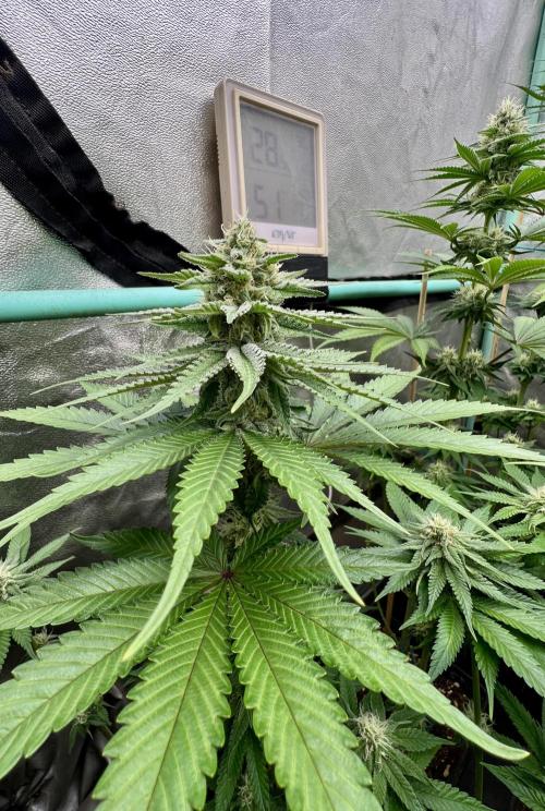 Green Crack. Week 6