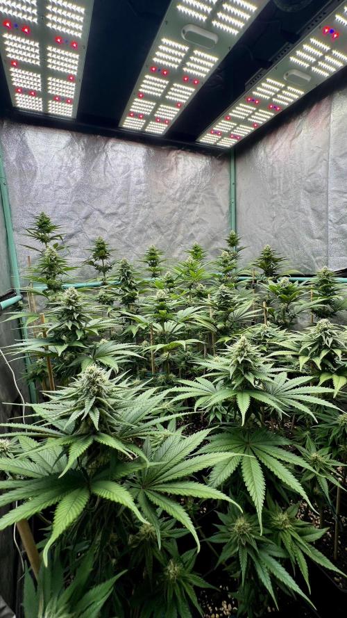 Green Crack. Week 6