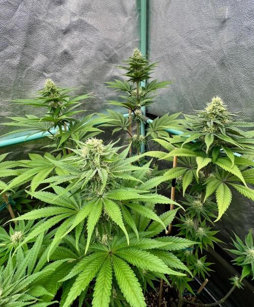 Green Crack. Week 6