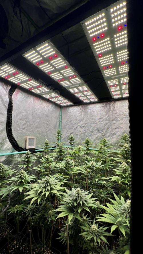 Green Crack. Week 6