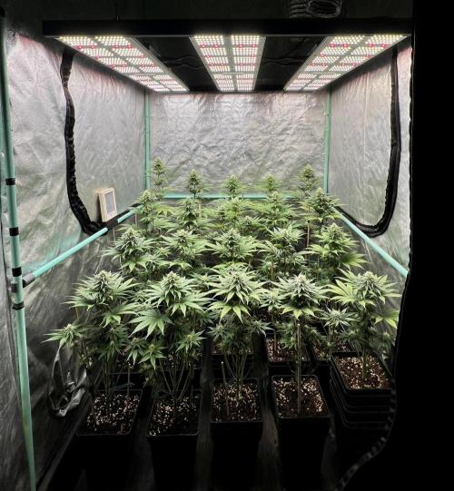 Green Crack. Week 6
