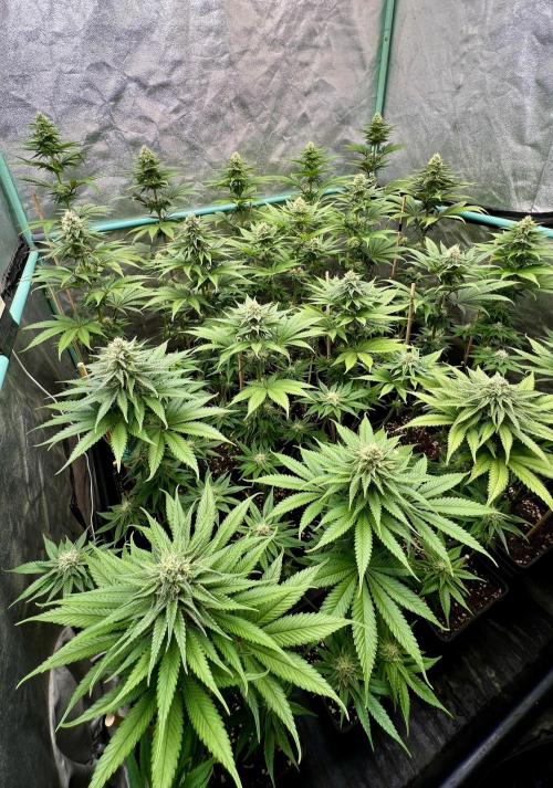 Green Crack. Week 6