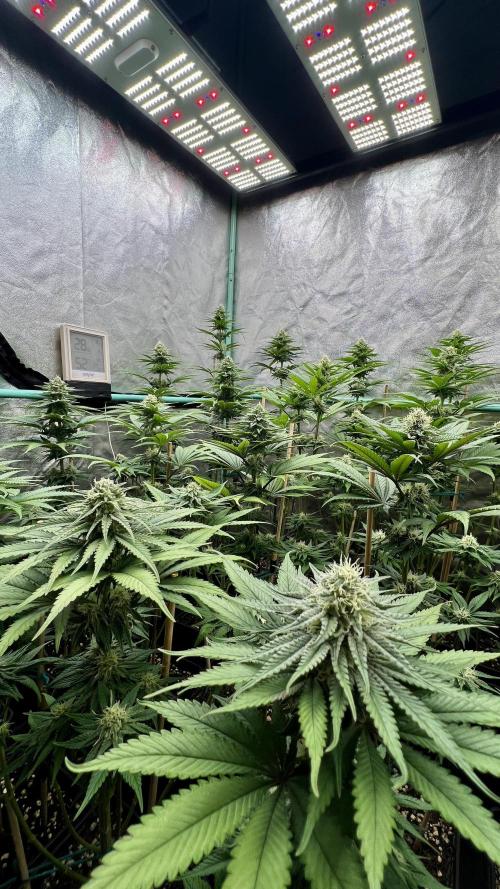 Green Crack. Week 6