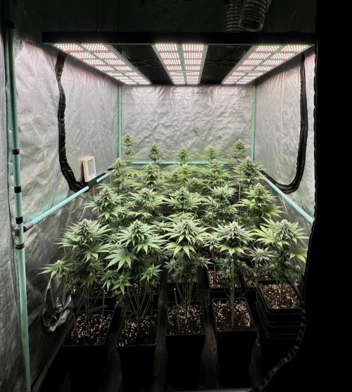 Green Crack. Week 6
