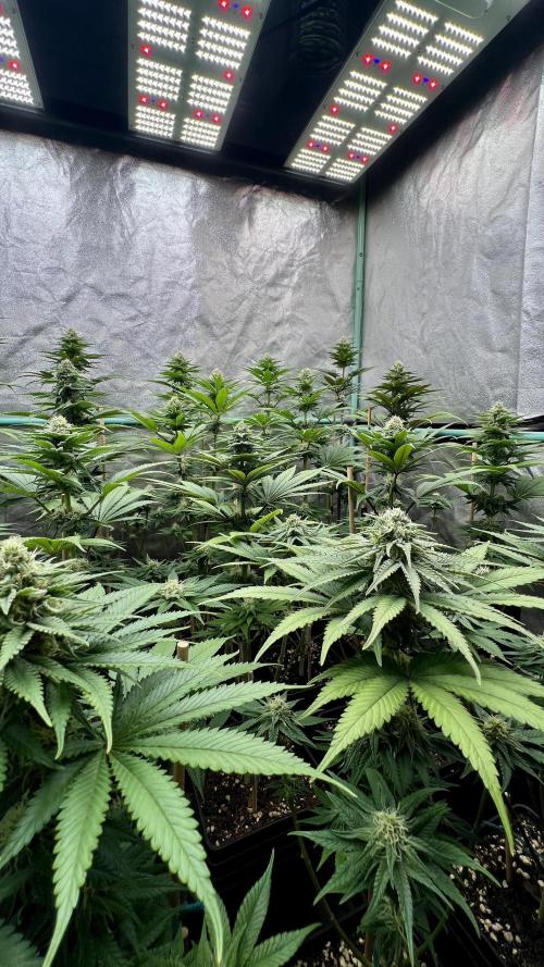 Green Crack. Week 6
