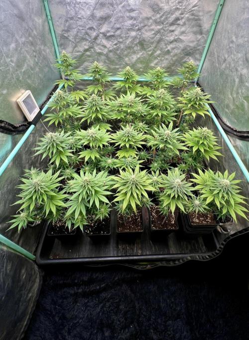 Green Crack. Week 6