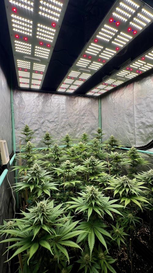 Green Crack. Week 6