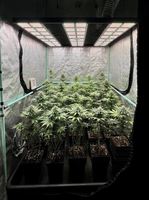 Green Crack. Week 6