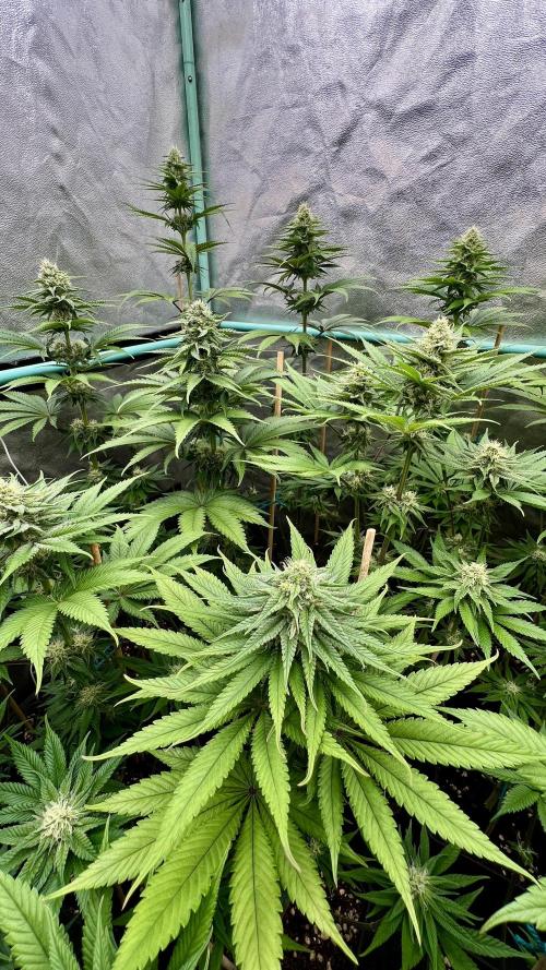 Green Crack. Week 6