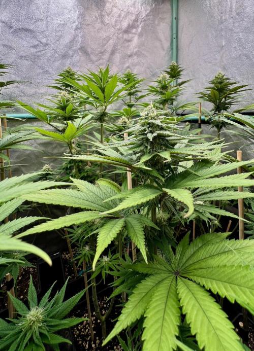 Green Crack. Week 6