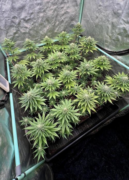 Green Crack. Week 6