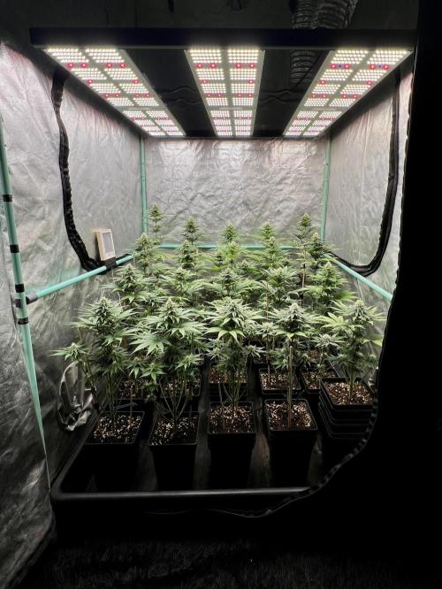 Green Crack. Week 6
