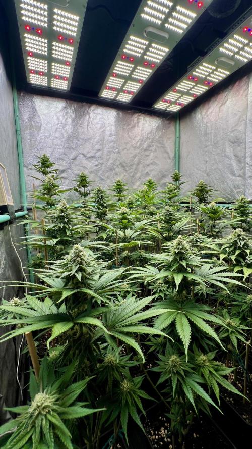 Green Crack. Week 6