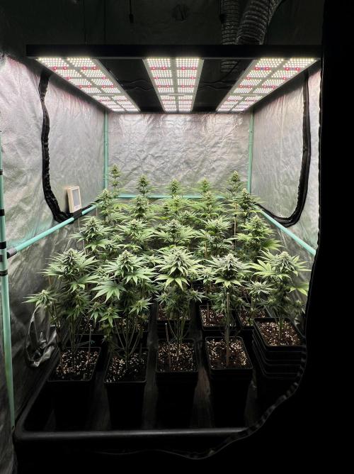Green Crack. Week 6