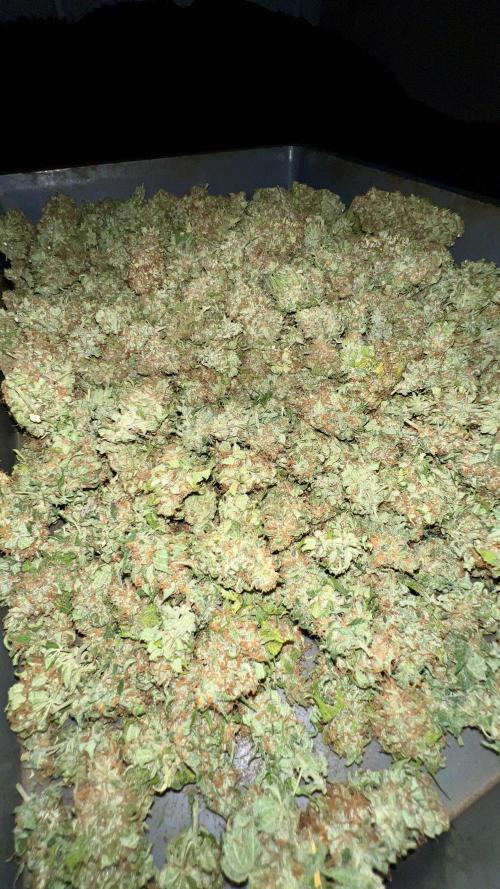 Bubblegun. Week 10