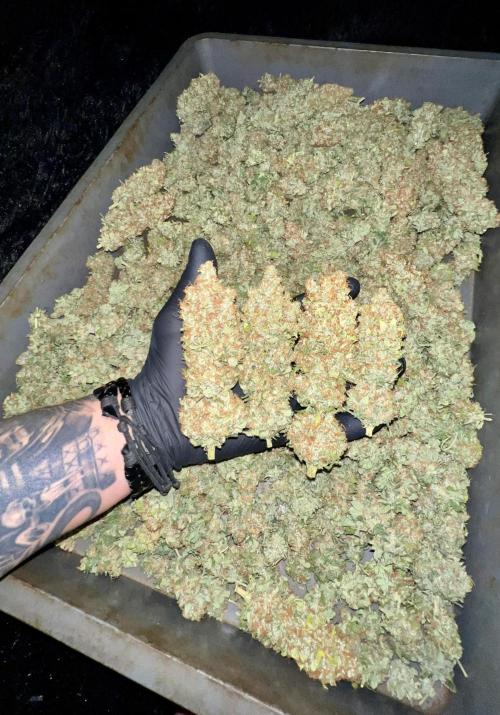 Bubblegun. Week 10