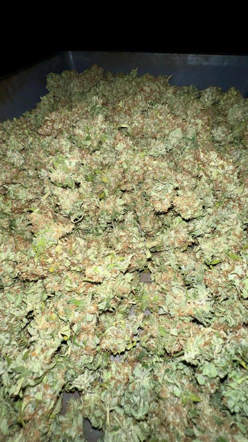 Bubblegun. Week 10
