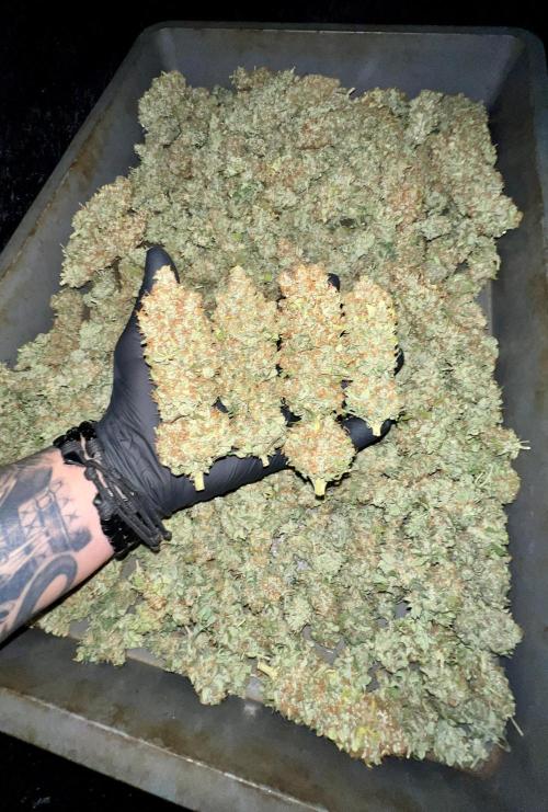 Bubblegun. Week 10