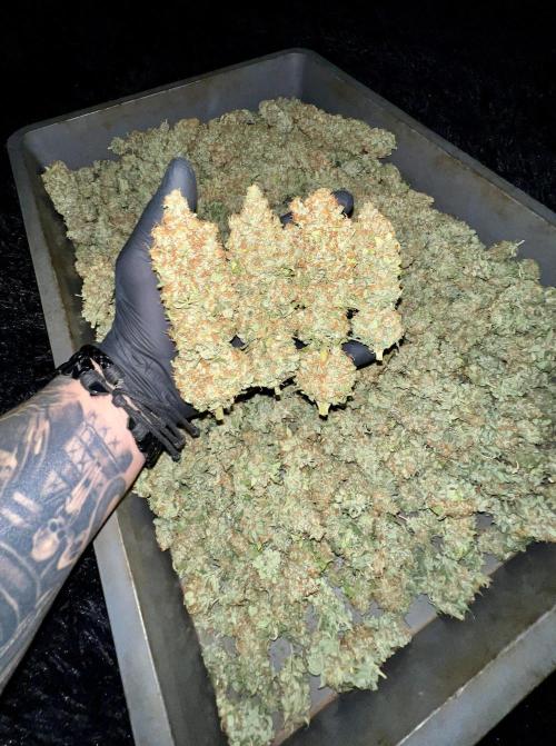 Bubblegun. Week 10