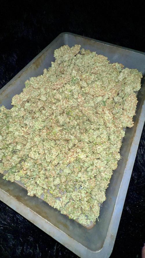 Bubblegun. Week 10
