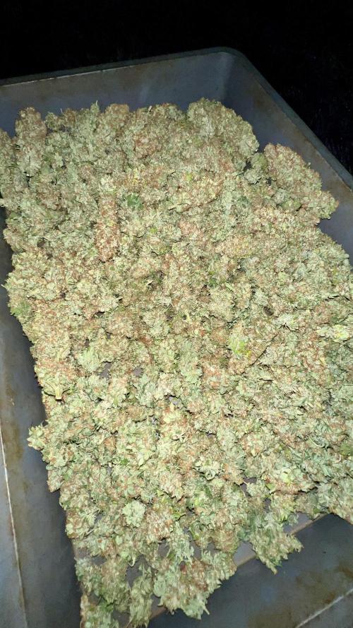 Bubblegun. Week 10