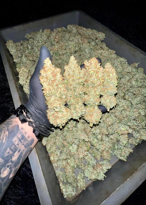 Bubblegun. Week 10