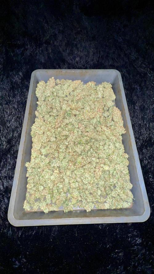 Bubblegun. Week 10