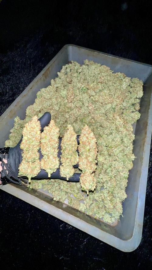Bubblegun. Week 10