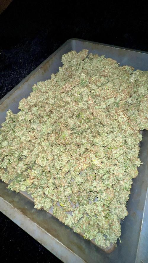 Bubblegun. Week 10