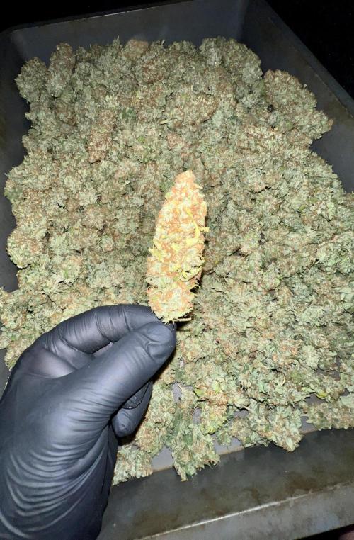 Bubblegun. Week 10