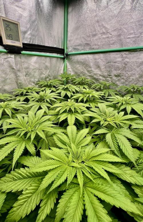Apple Fritter. Week 4