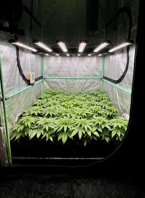 Apple Fritter. Week 4