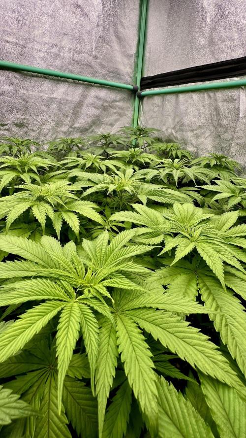Apple Fritter. Week 4