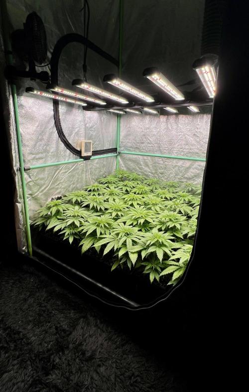 Apple Fritter. Week 4