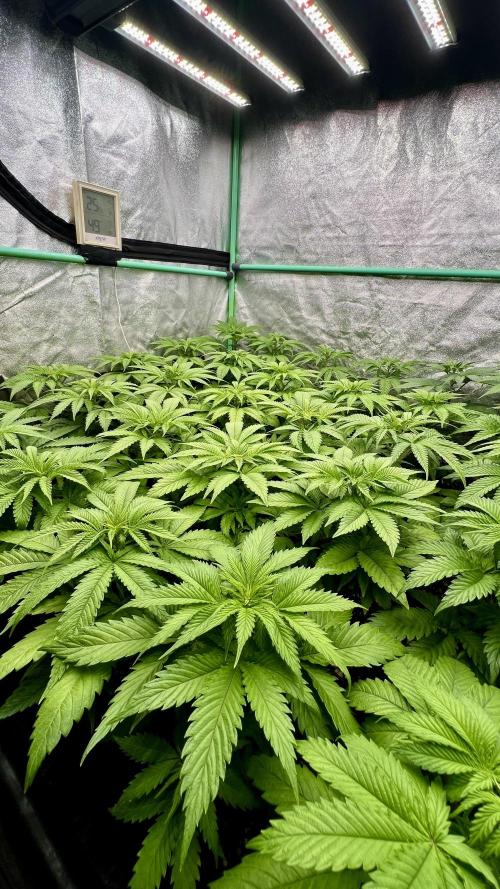 Apple Fritter. Week 4