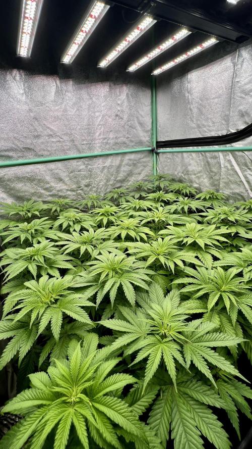 Apple Fritter. Week 4