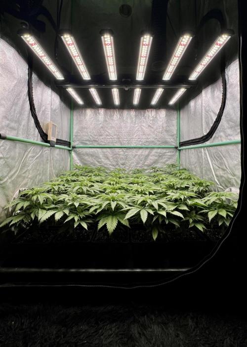 Apple Fritter. Week 4