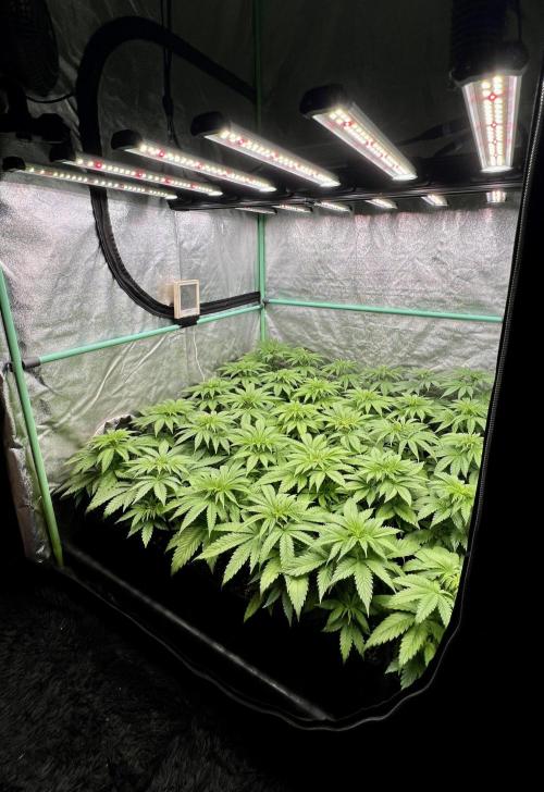 Apple Fritter. Week 4