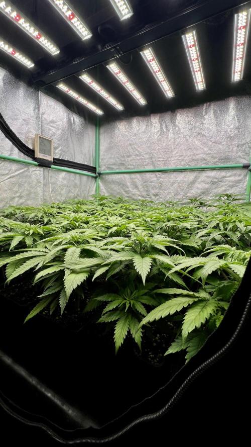 Apple Fritter. Week 4